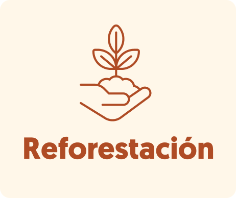 Reforestación